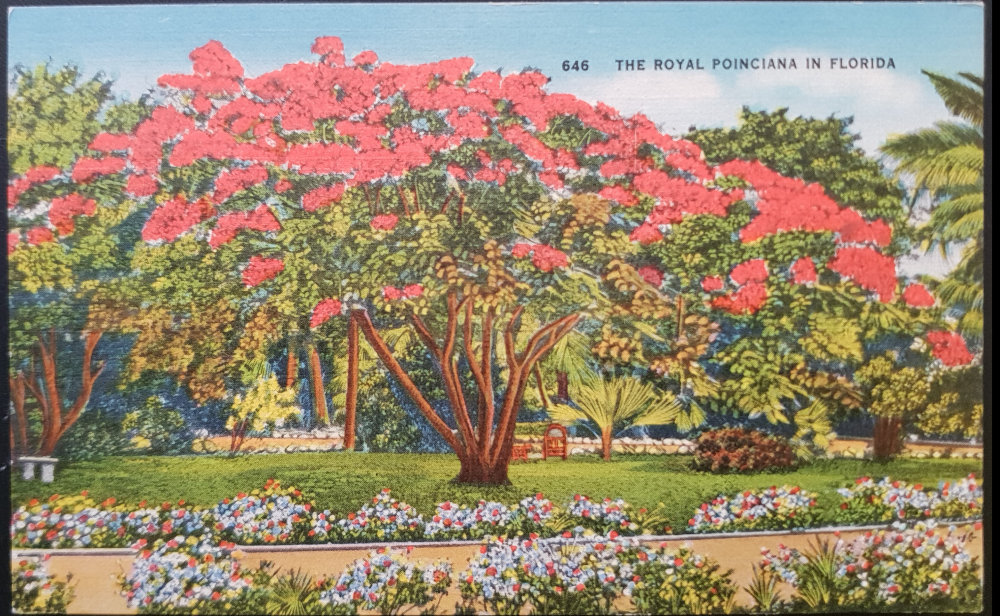 (image for) postcard USA - FL - Florida #0011